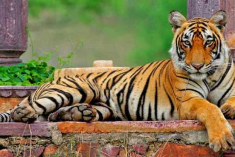 safari della fauna selvatica in india