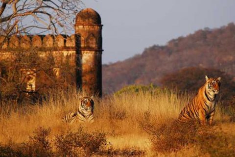 destinazioni della fauna selvatica in india