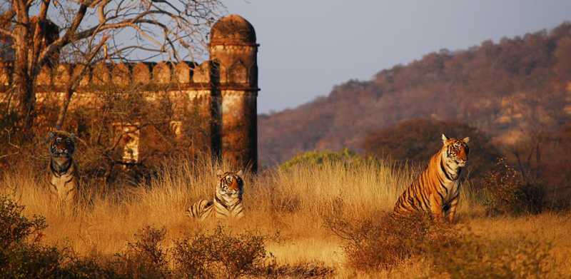 riserve di tigri in india 