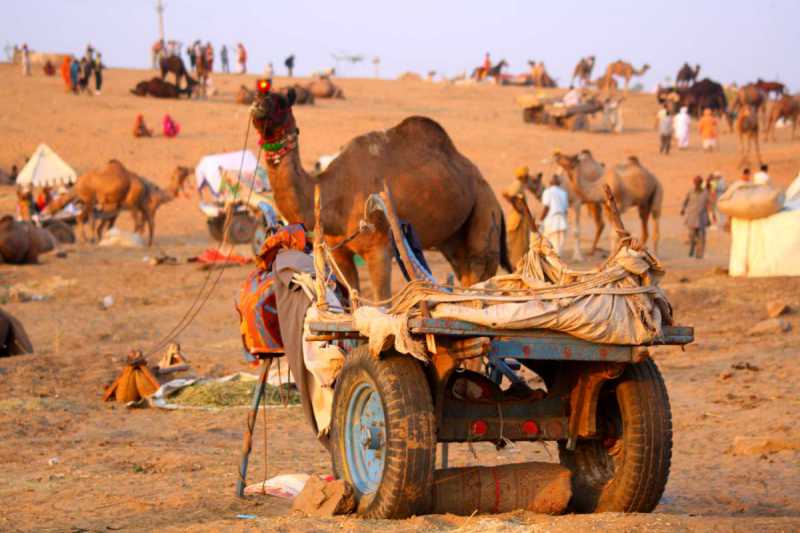 guida fiera del cammello di Pushkar 