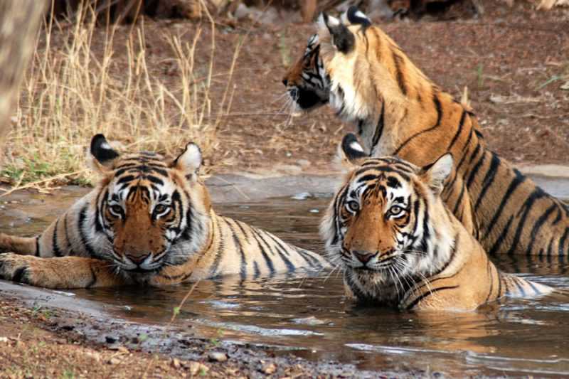 luoghi per tiger safari in india 