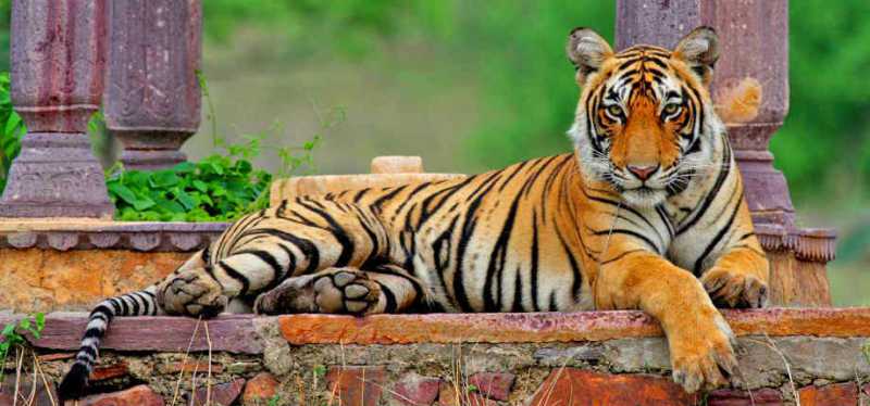 luoghi per tiger safari in india